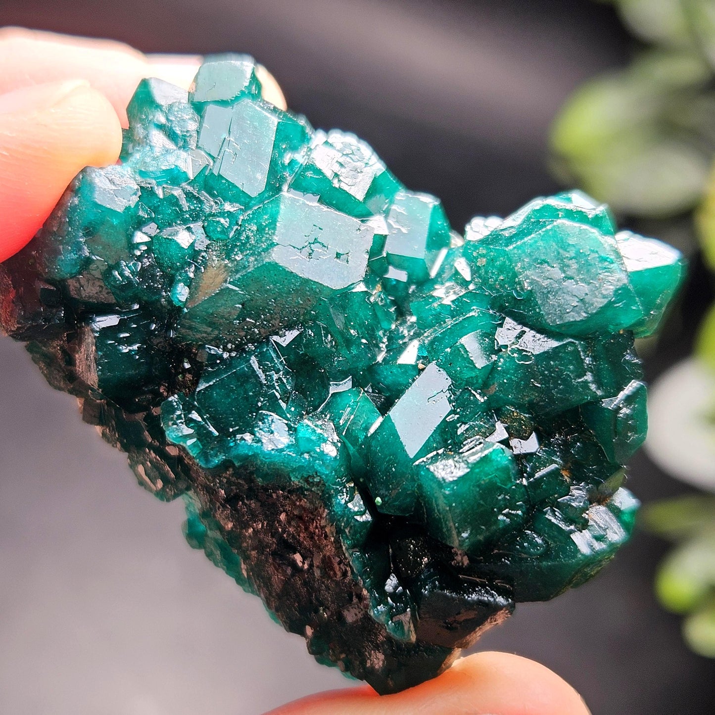 Dioptase Crystal Cluster from Congo 39.69g