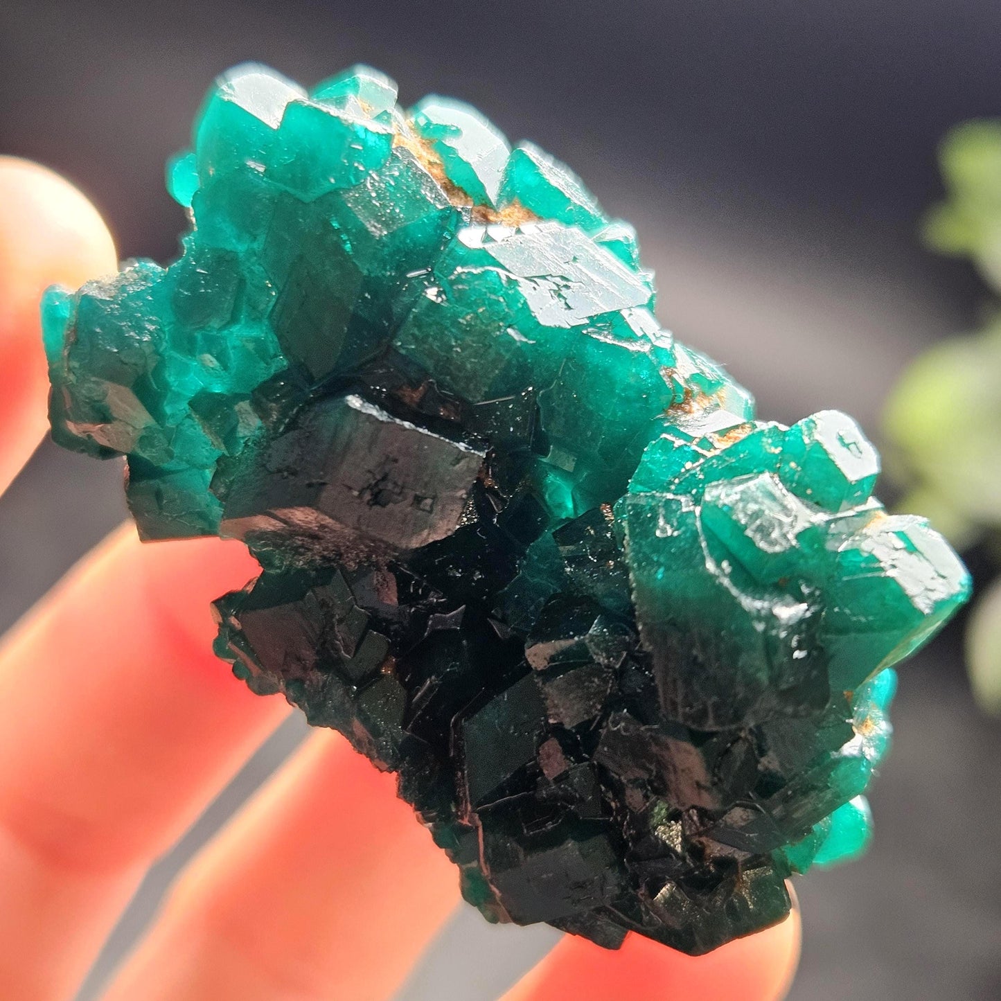 Dioptase Crystal Cluster from Congo 39.69g