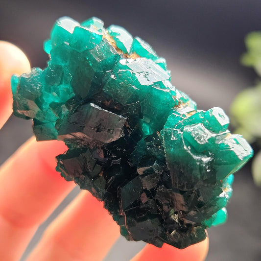 Dioptase Crystal Cluster from Congo 39.69g
