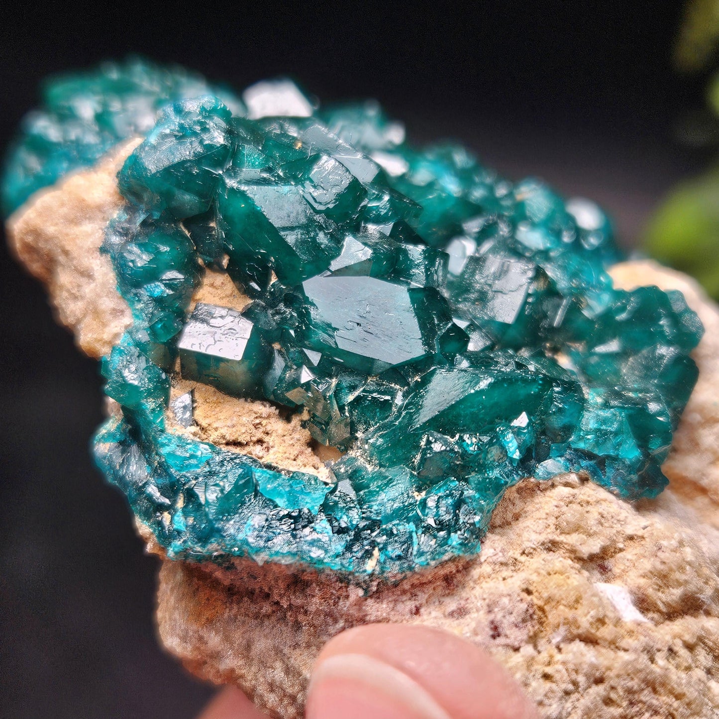 Dioptase Crystal Cluster from Congo 321g