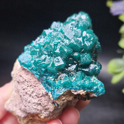 Dioptase Crystal Cluster from Congo 321g