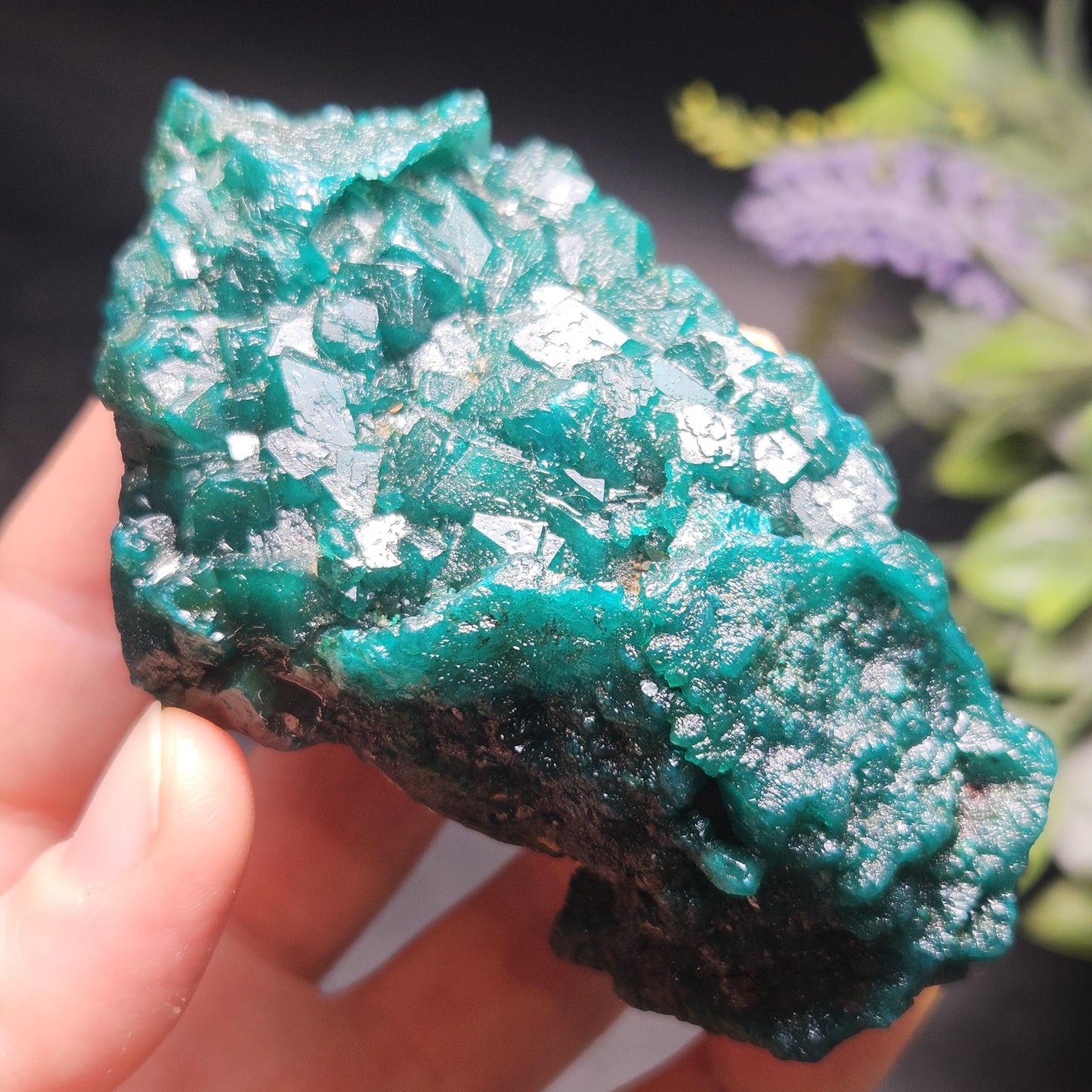 Dioptase Crystal Cluster from Congo 145.35g