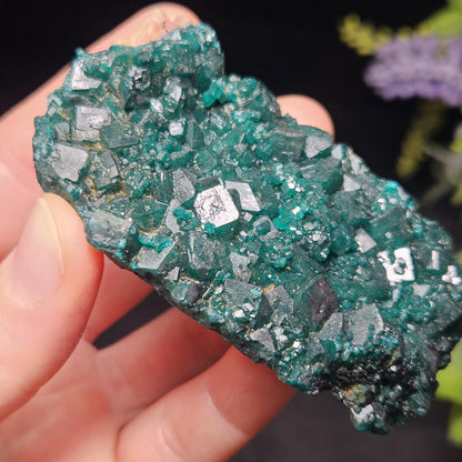 Dioptase Crystal Cluster from Congo 79.41g