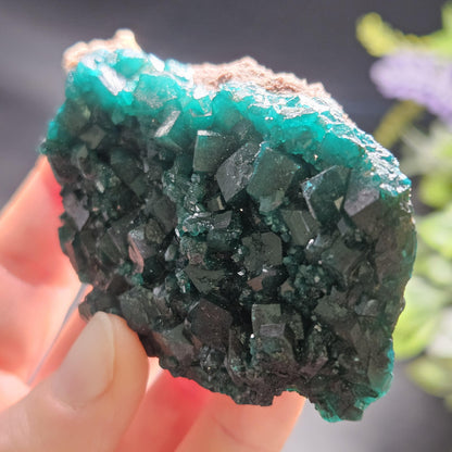 Dioptase Crystal Cluster from Congo 79.41g