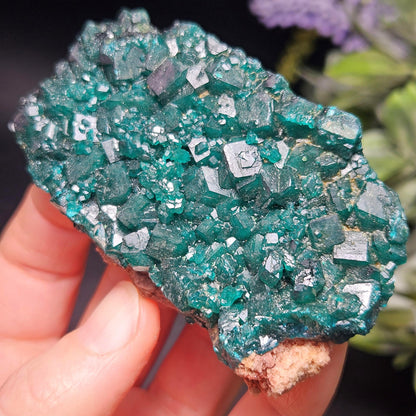 Dioptase Crystal Cluster from Congo 79.41g