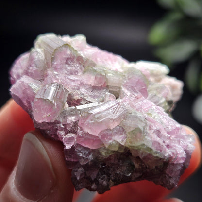 Watermelon Tourmaline Crystal Cluster 41.96g