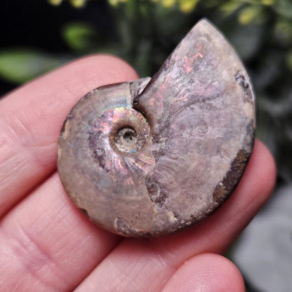 Opalized Ammonite Fossil Specimen