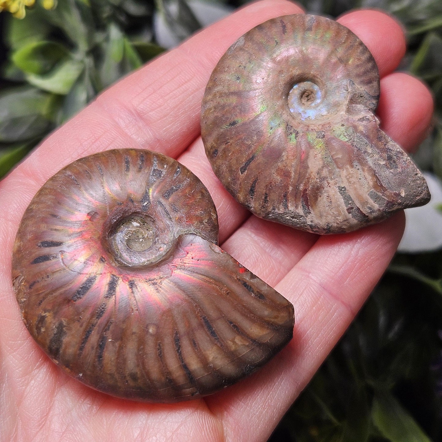 Opalized Ammonite Fossil Specimen