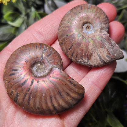 Opalized Ammonite Fossil Specimen
