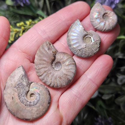 Opalized Ammonite Fossil Specimen