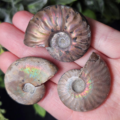 Opalized Ammonite Fossil Specimen