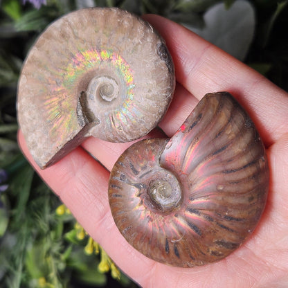 Opalized Ammonite Fossil Specimen