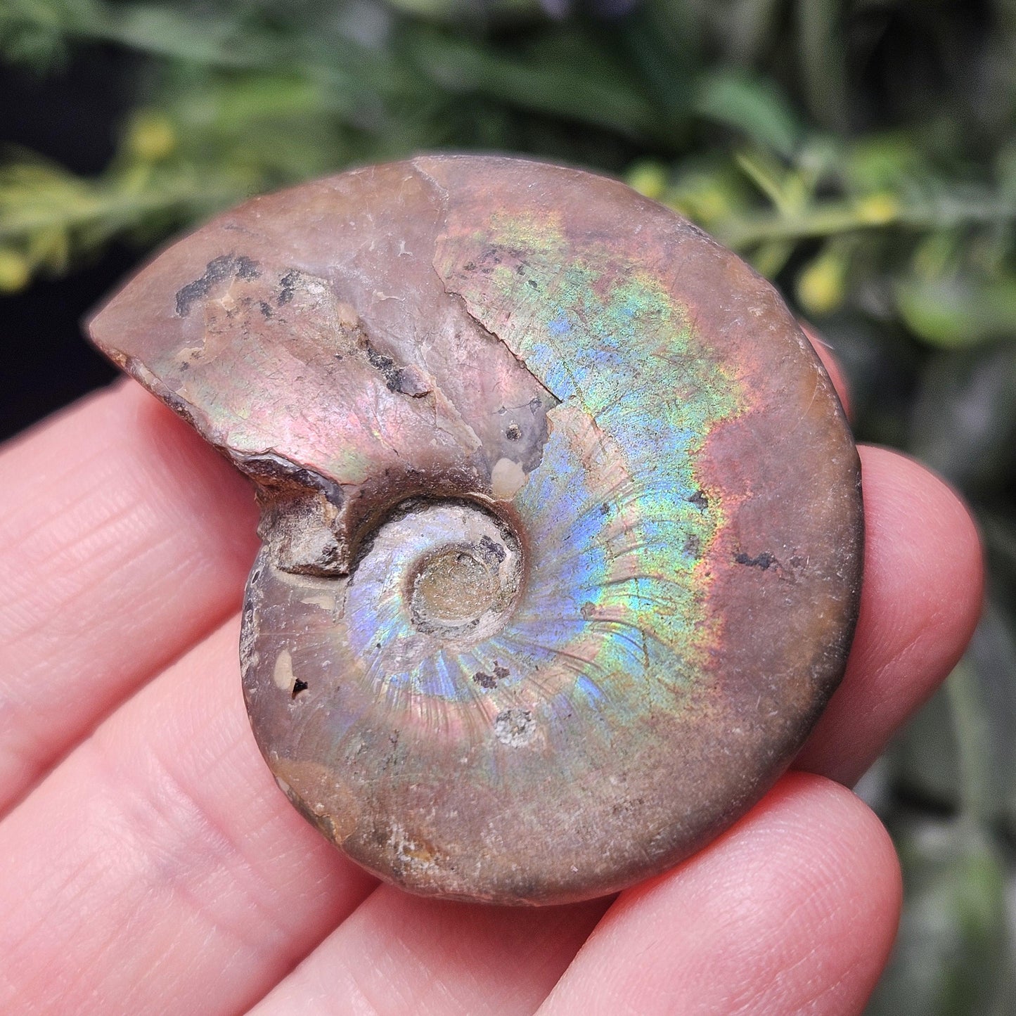 Opalized Ammonite Fossil Specimen