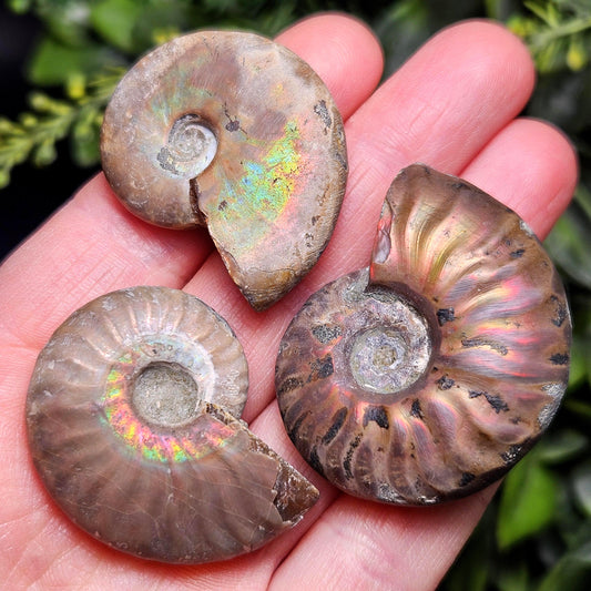 Opalized Ammonite Fossil Specimen
