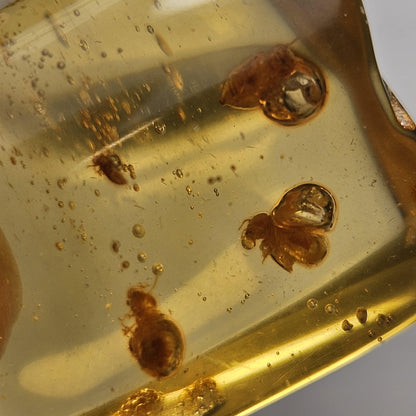 Amber with Bugs & Static ENHYDRO 11.2g, Polished Amber Specimen from Colombia