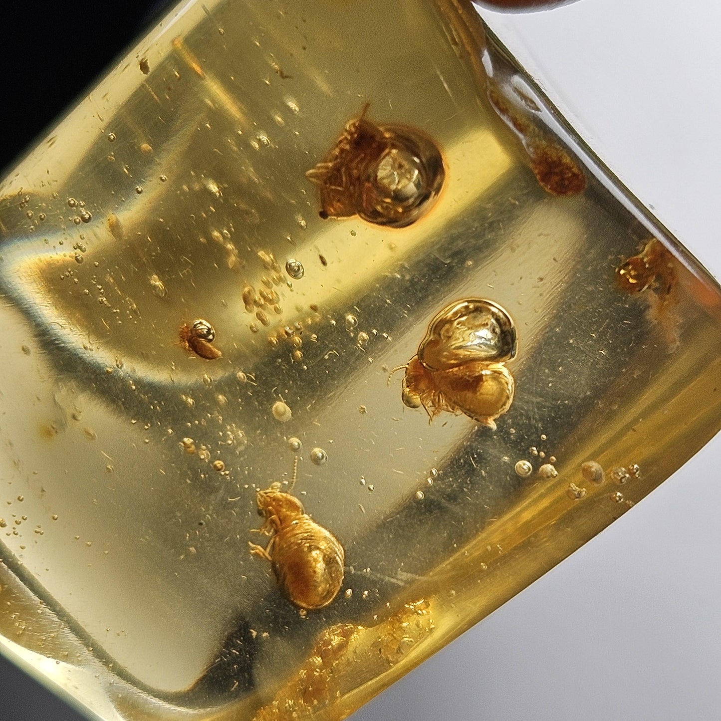 Amber with Bugs & Static ENHYDRO 11.2g, Polished Amber Specimen from Colombia
