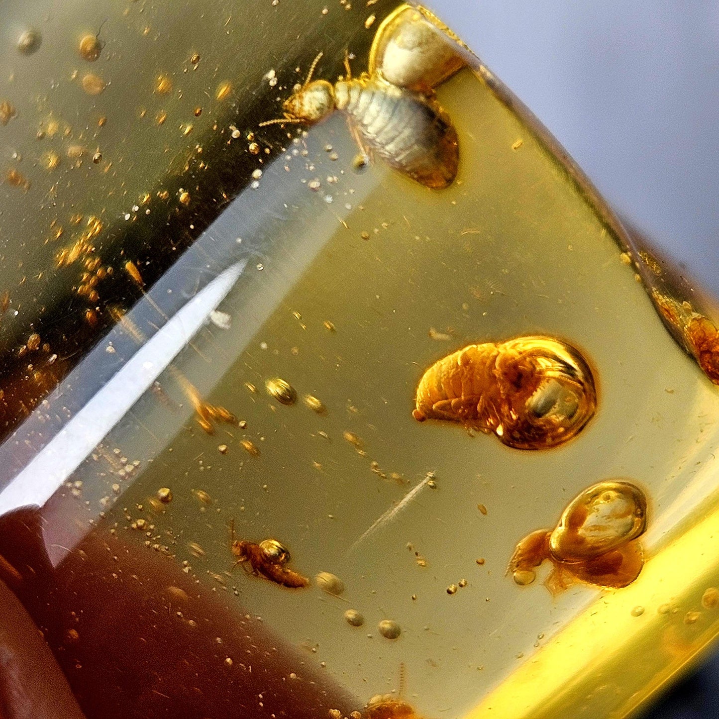Amber with Bugs & Static ENHYDRO 11.2g, Polished Amber Specimen from Colombia