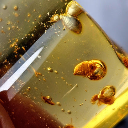 Amber with Bugs & Static ENHYDRO 11.2g, Polished Amber Specimen from Colombia
