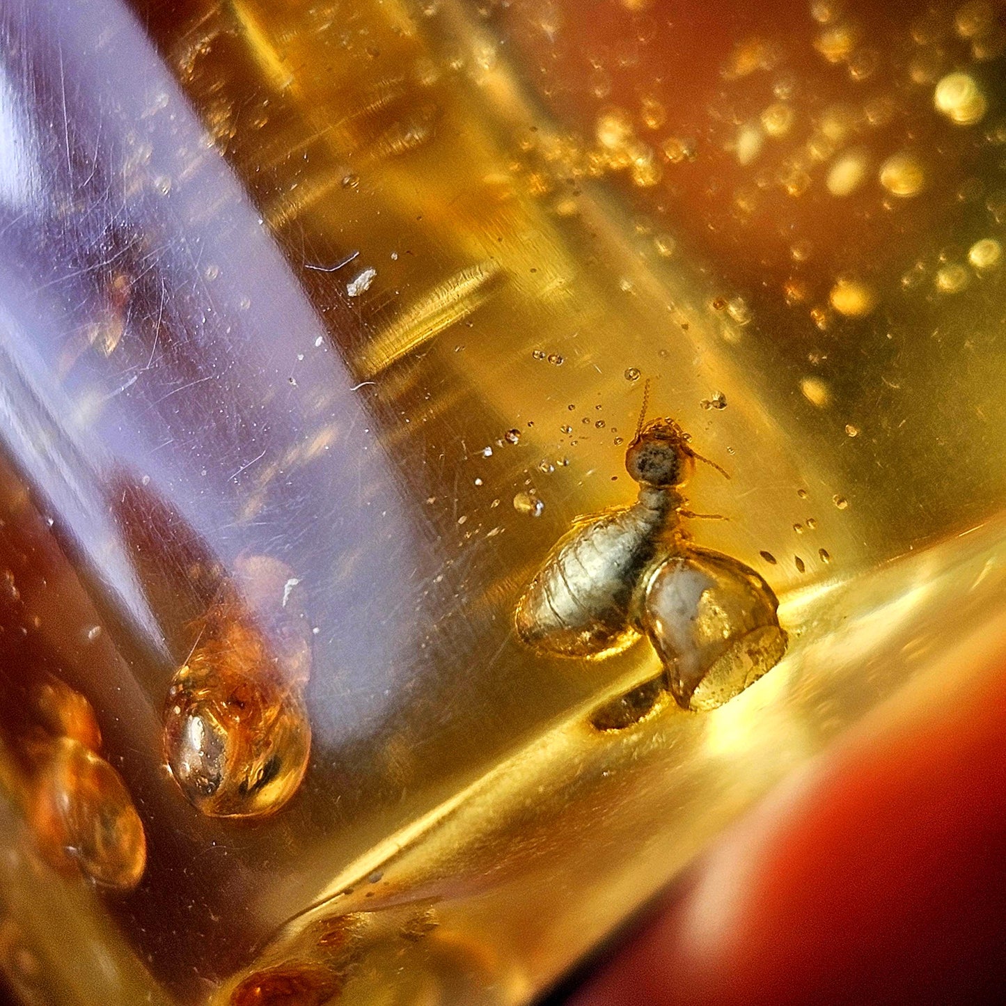 Amber with Bugs & Static ENHYDRO 11.2g, Polished Amber Specimen from Colombia