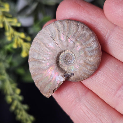 Opalized Ammonite Fossil Specimen