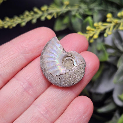 Opalized Ammonite Fossil Specimen