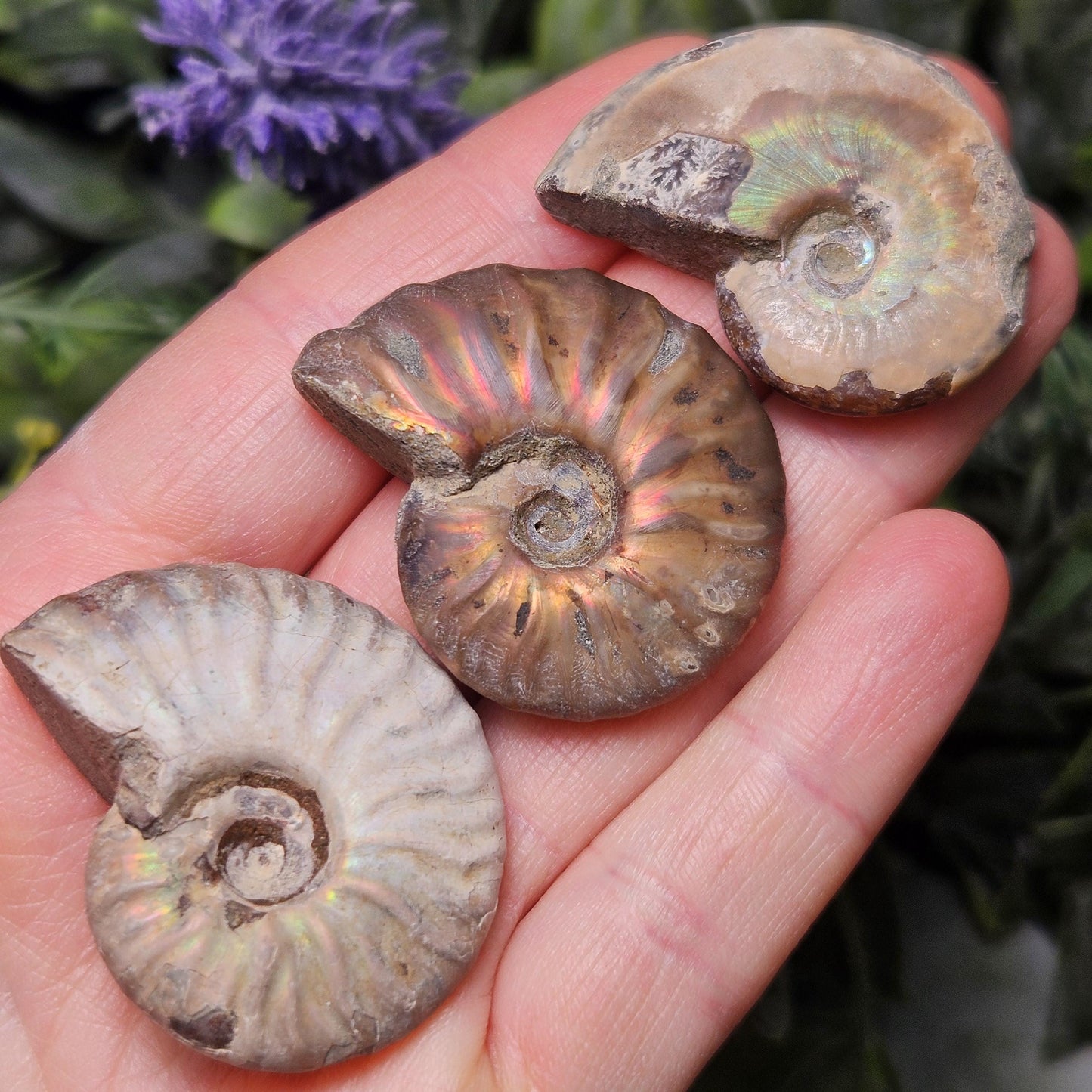 Opalized Ammonite Fossil Specimen