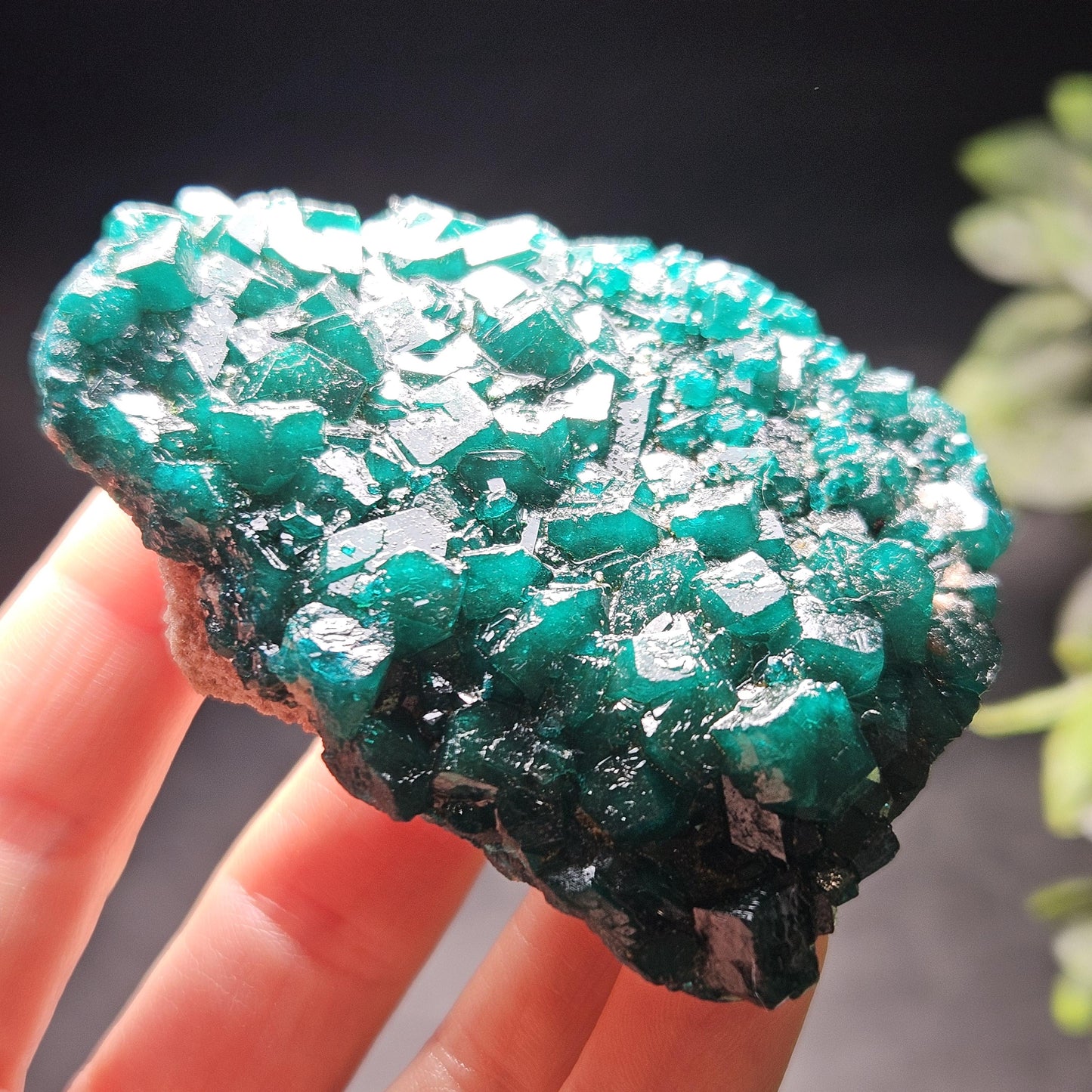 Dioptase Crystal Cluster from Congo 97.81g