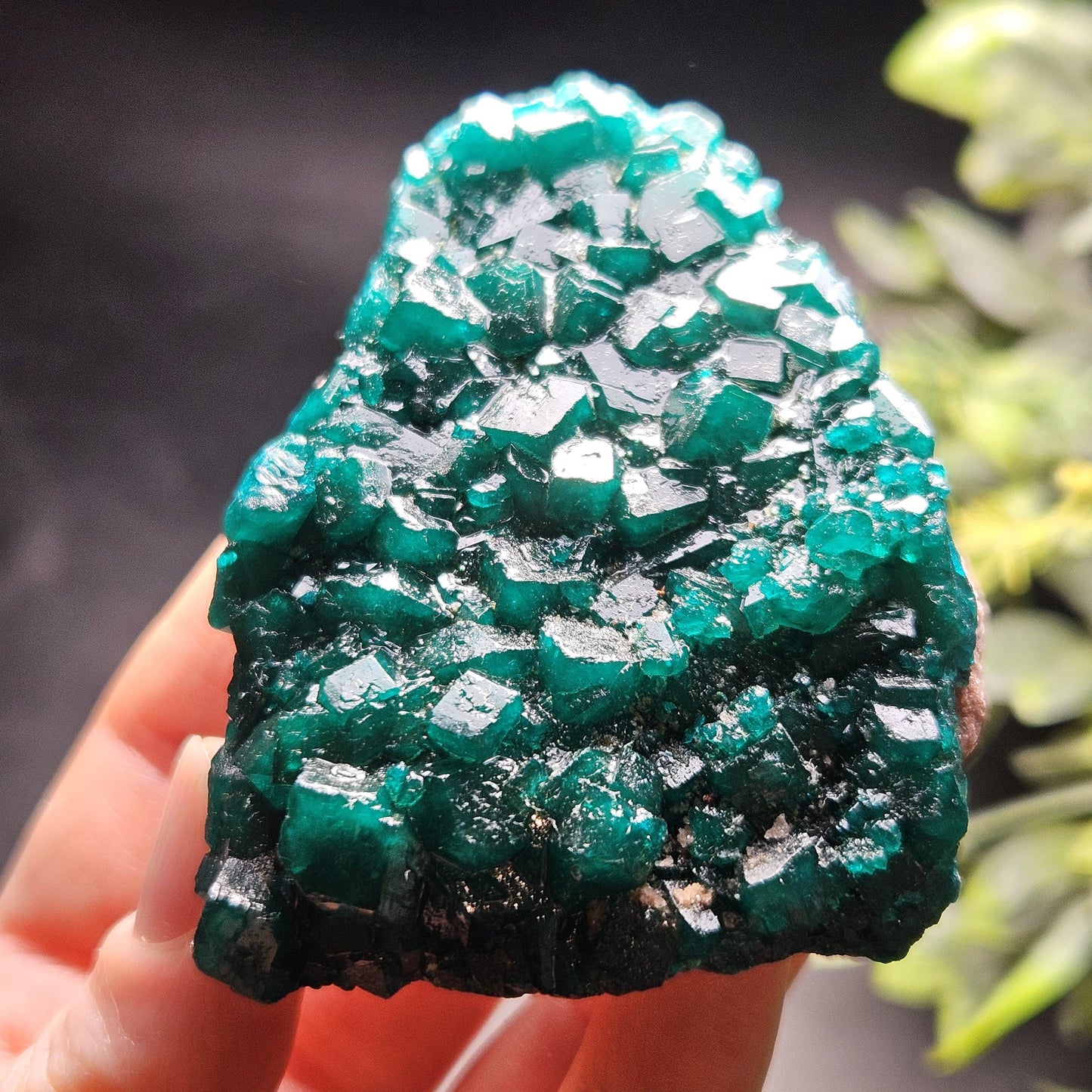 Dioptase Crystal Cluster from Congo 97.81g