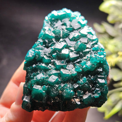 Dioptase Crystal Cluster from Congo 97.81g
