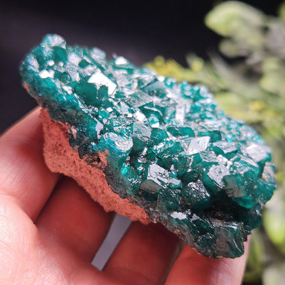 Dioptase Crystal Cluster from Congo 97.81g