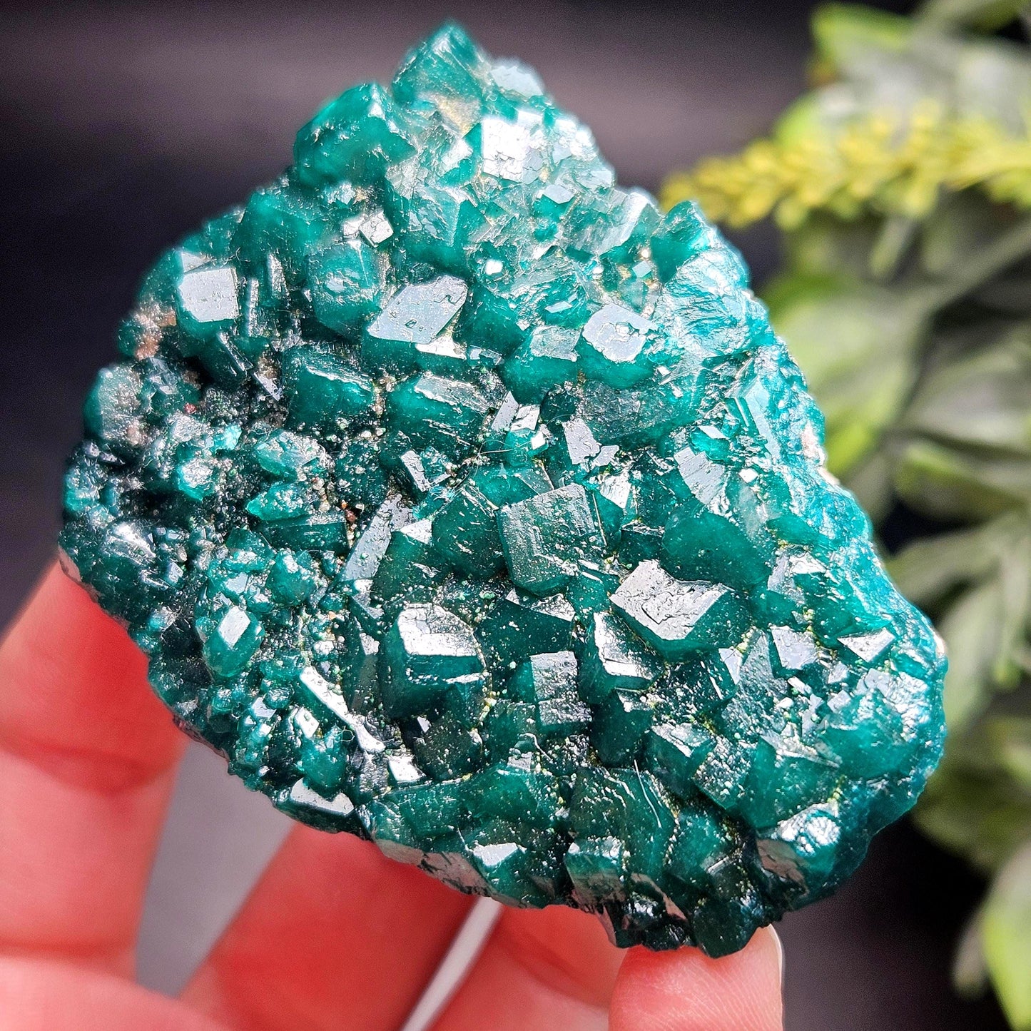 Dioptase Crystal Cluster from Congo 97.81g