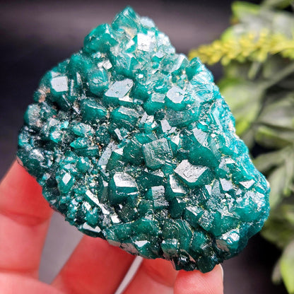 Dioptase Crystal Cluster from Congo 97.81g