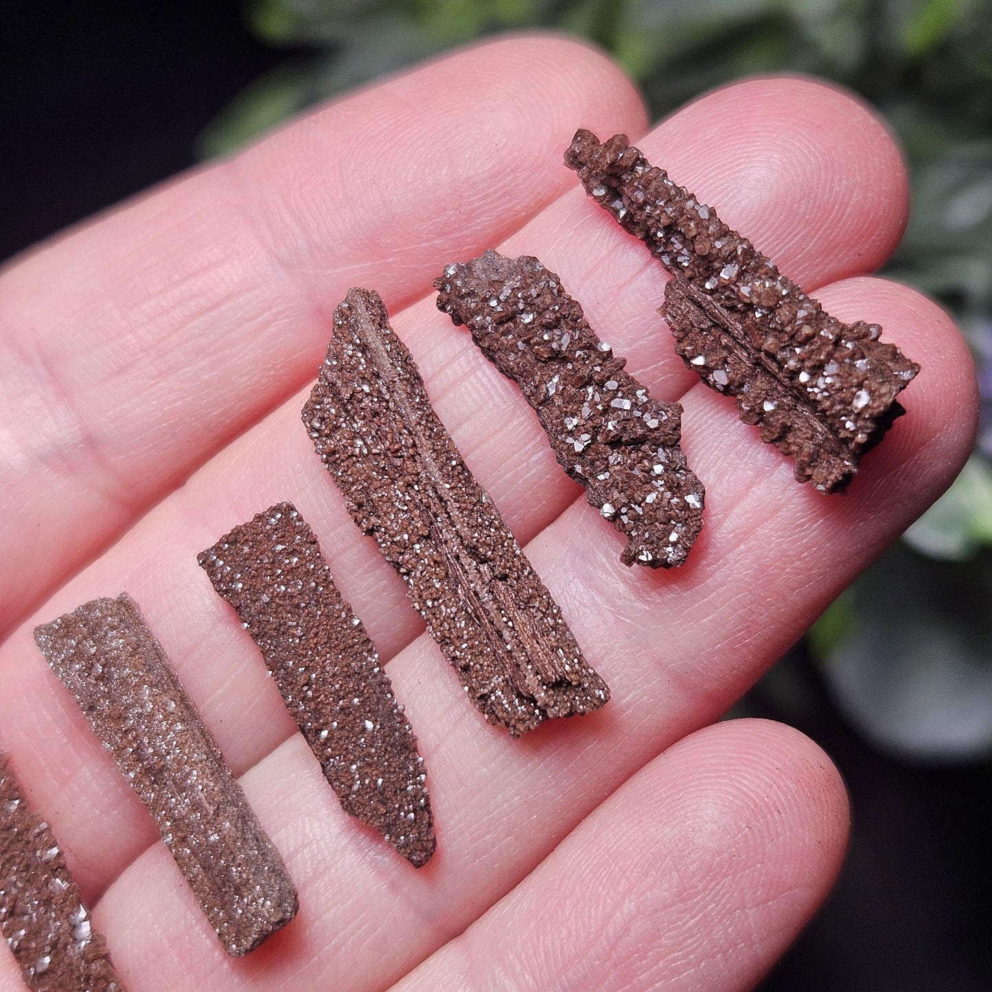Permineralized Wood Specimen from Germany (Set of 3 Fossilized Druzy Fragments)