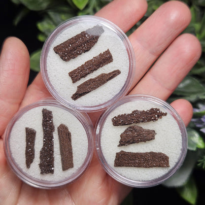 Permineralized Wood Specimen from Germany (Set of 3 Fossilized Druzy Fragments)