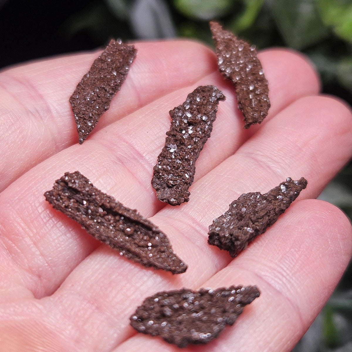 Permineralized Wood Specimen from Germany (Set of 3 Fossilized Druzy Fragments)