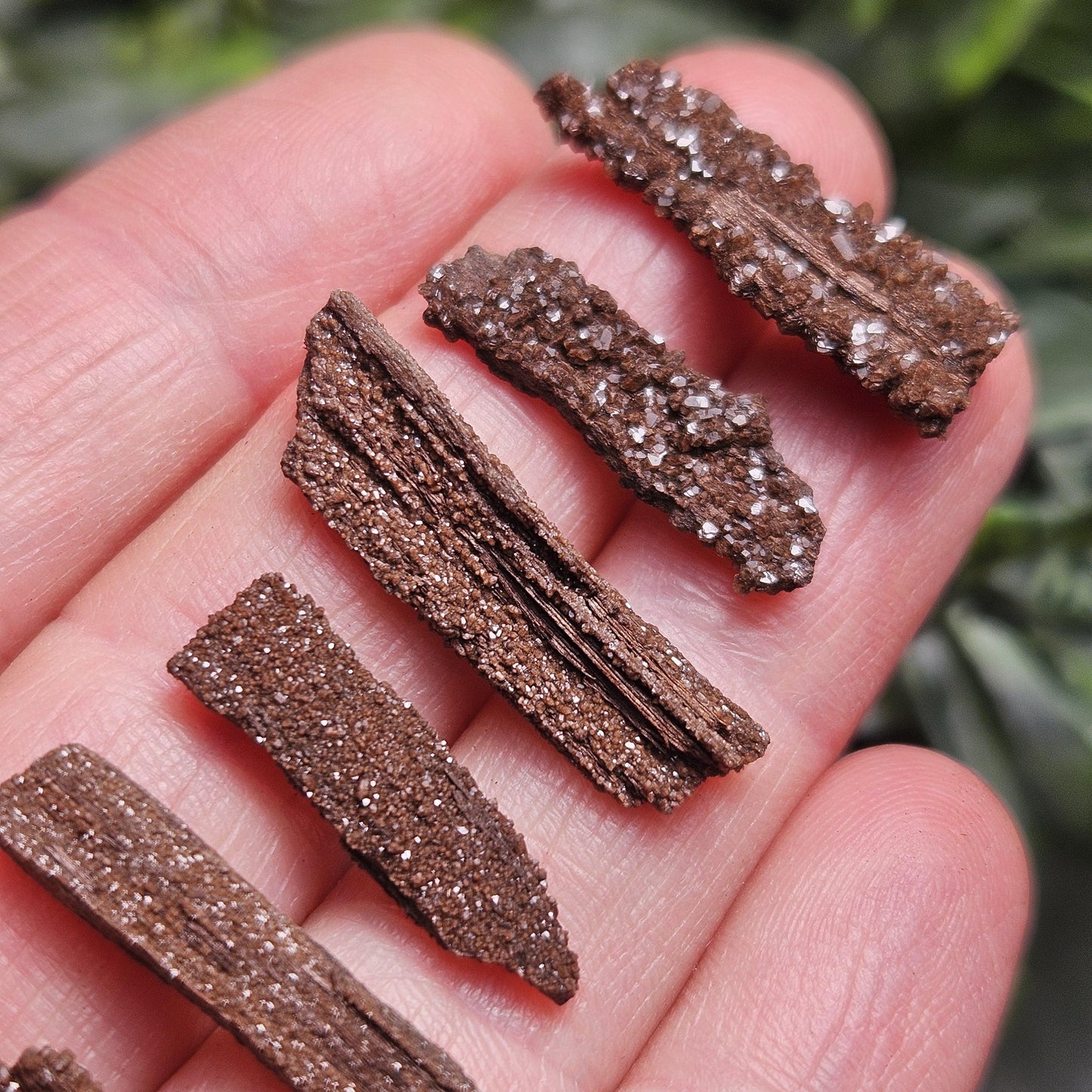 Permineralized Wood Specimen from Germany (Set of 3 Fossilized Druzy Fragments)