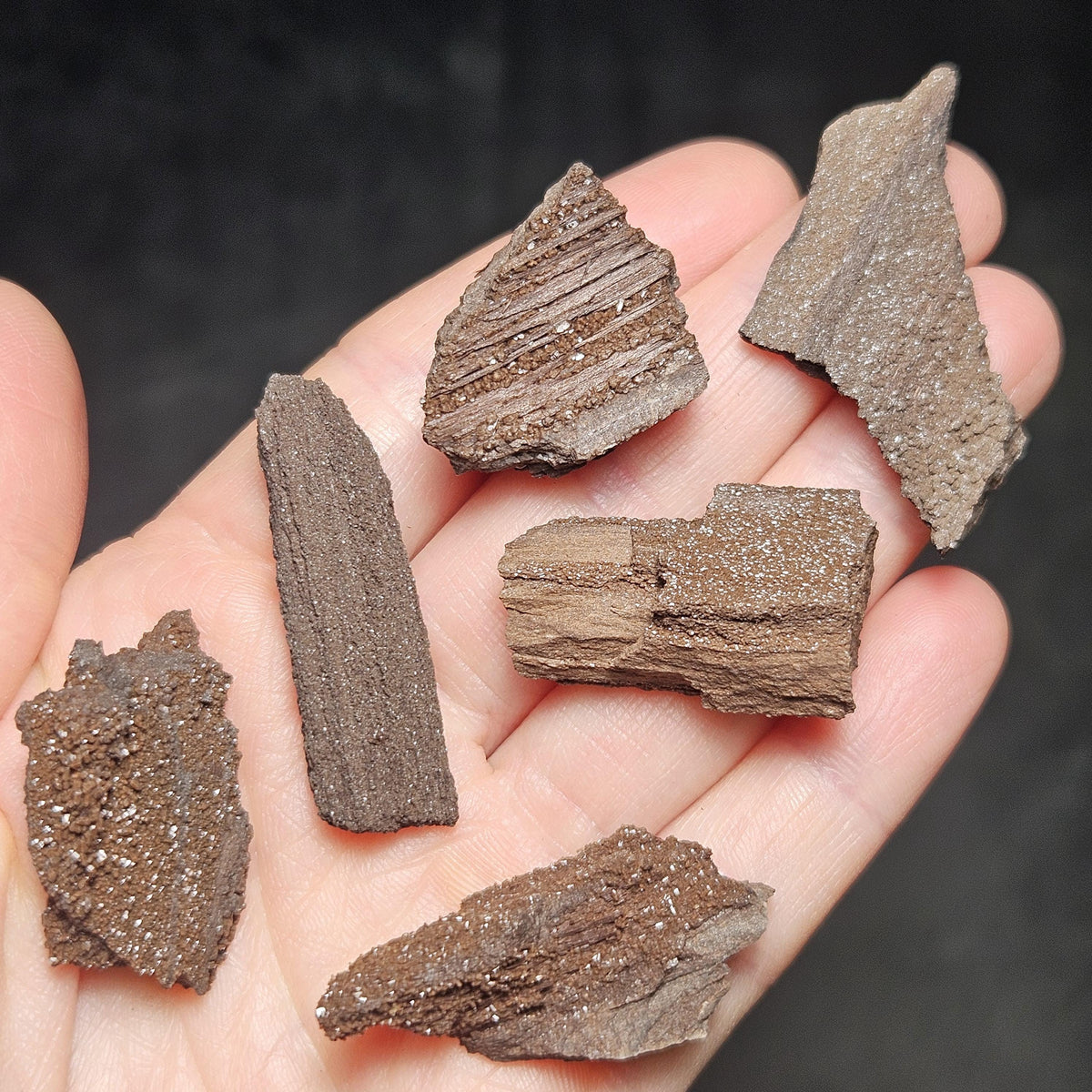 Drusy Permineralized Fossil Wood from Germany (1 to 1.5")