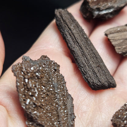 Drusy Permineralized Fossil Wood from Germany (1 to 1.5")
