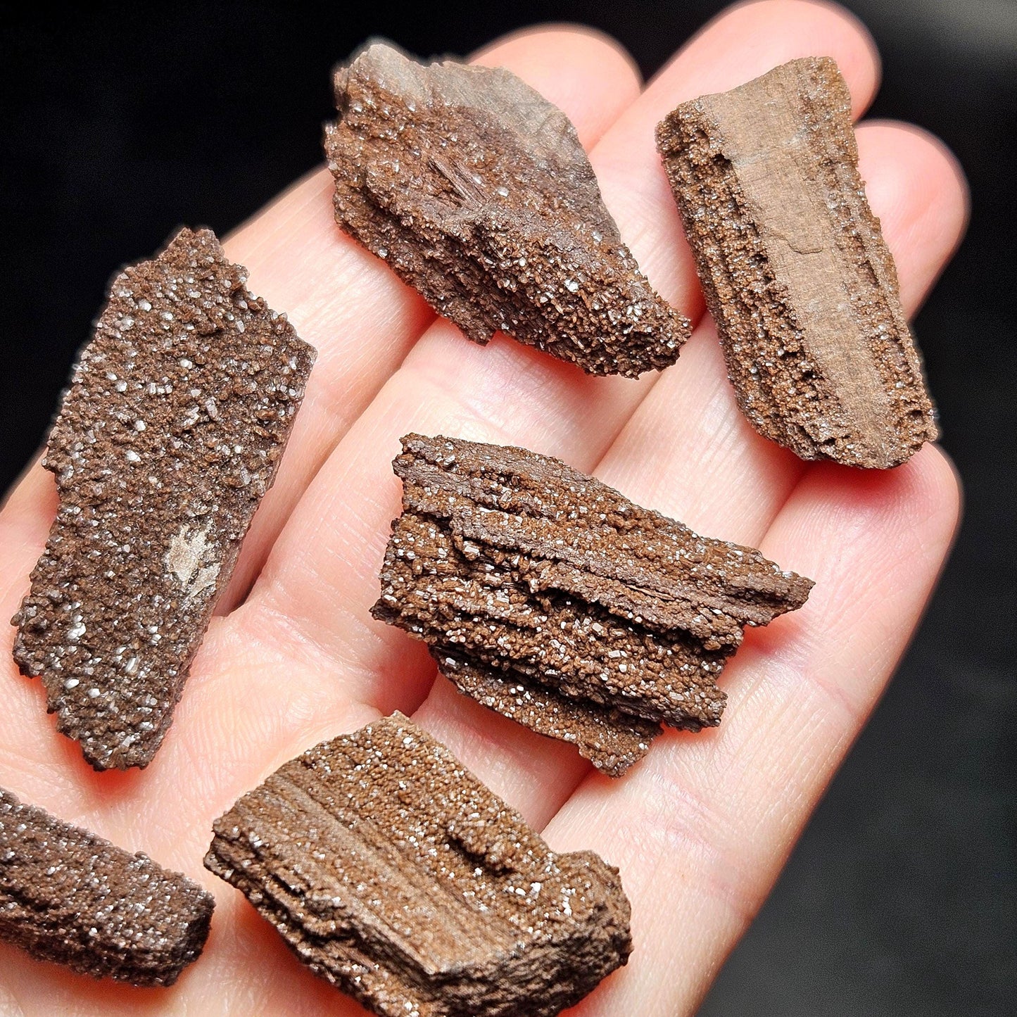 Drusy Permineralized Fossil Wood from Germany (1 to 1.5")