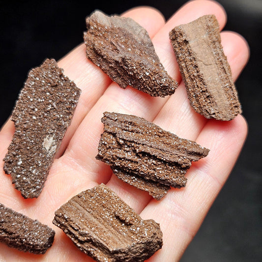 Drusy Permineralized Fossil Wood from Germany (1 to 1.5")