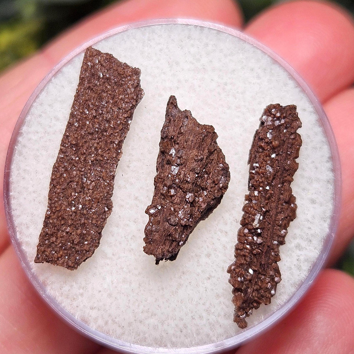 Permineralized Wood Specimen from Germany (Set of 3 Fossilized Druzy Fragments)