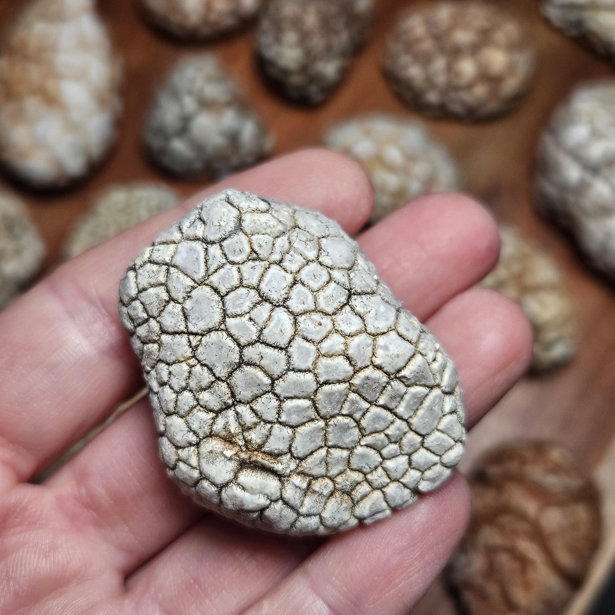 Twiga Agate (Giraffe Agate) from Tanzania, Choose Your Size