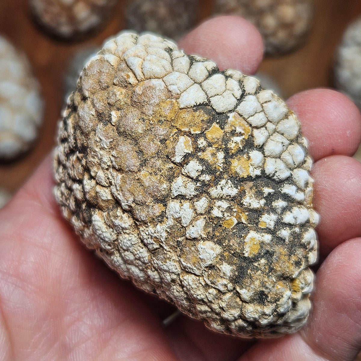 Twiga Agate (Giraffe Agate) from Tanzania, Choose Your Size