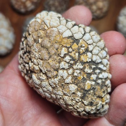 Twiga Agate (Giraffe Agate) from Tanzania, Choose Your Size