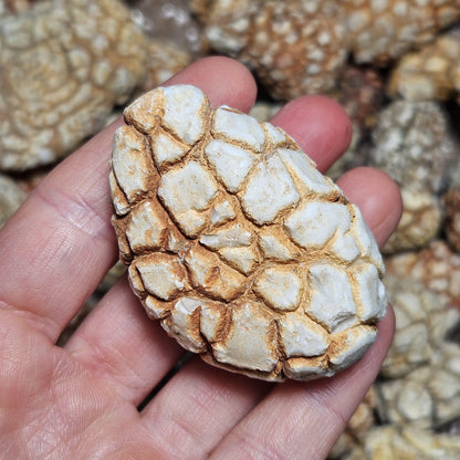 Twiga Agate (Giraffe Agate) from Tanzania, Choose Your Size