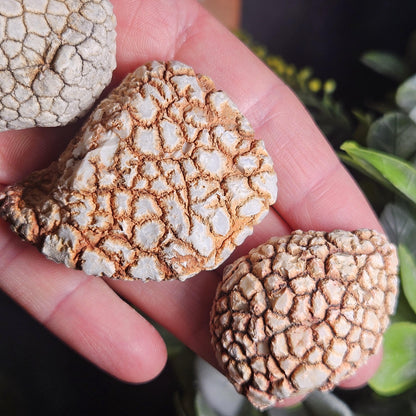 Twiga Agate (Giraffe Agate) from Tanzania, Choose Your Size