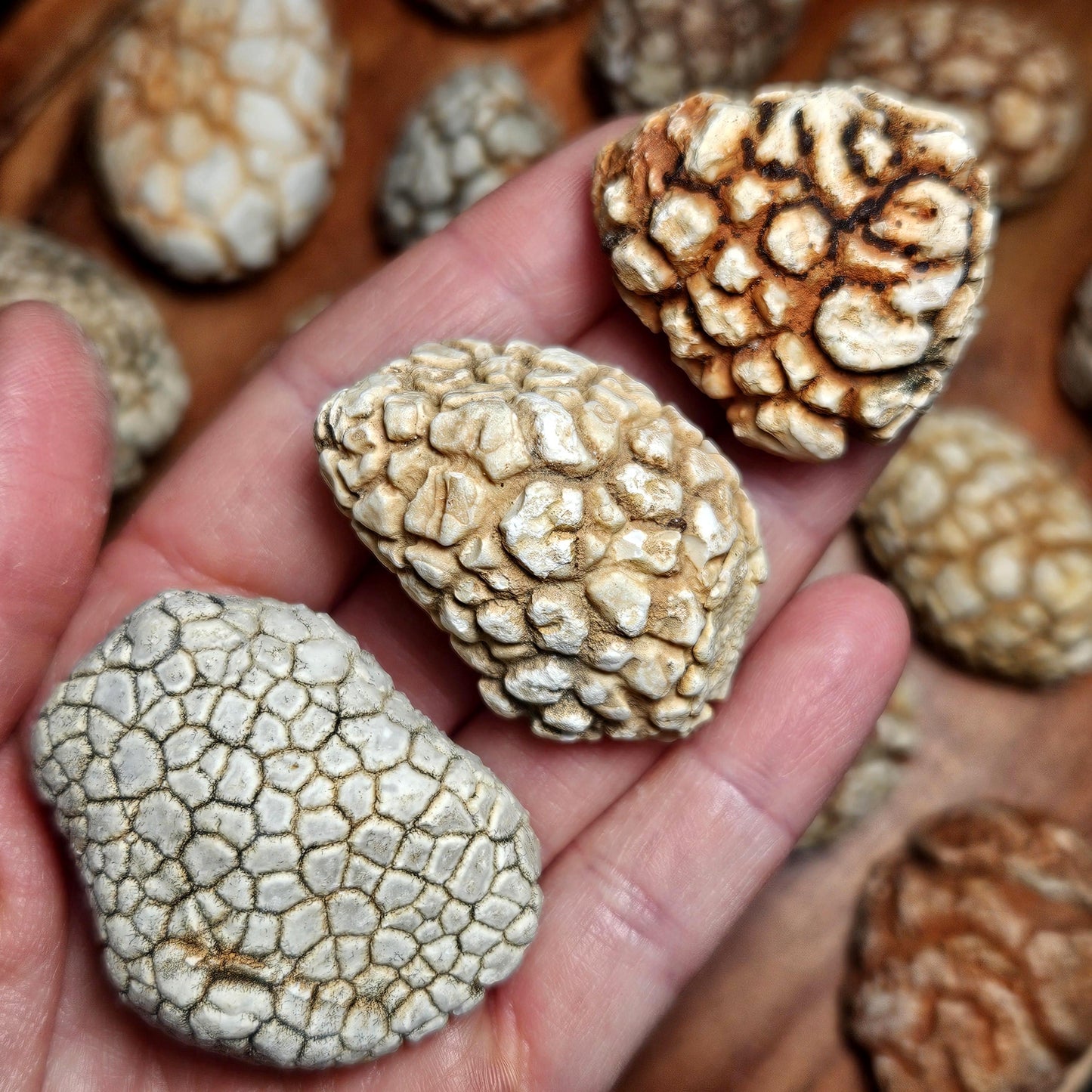 Twiga Agate (Giraffe Agate) from Tanzania, Choose Your Size