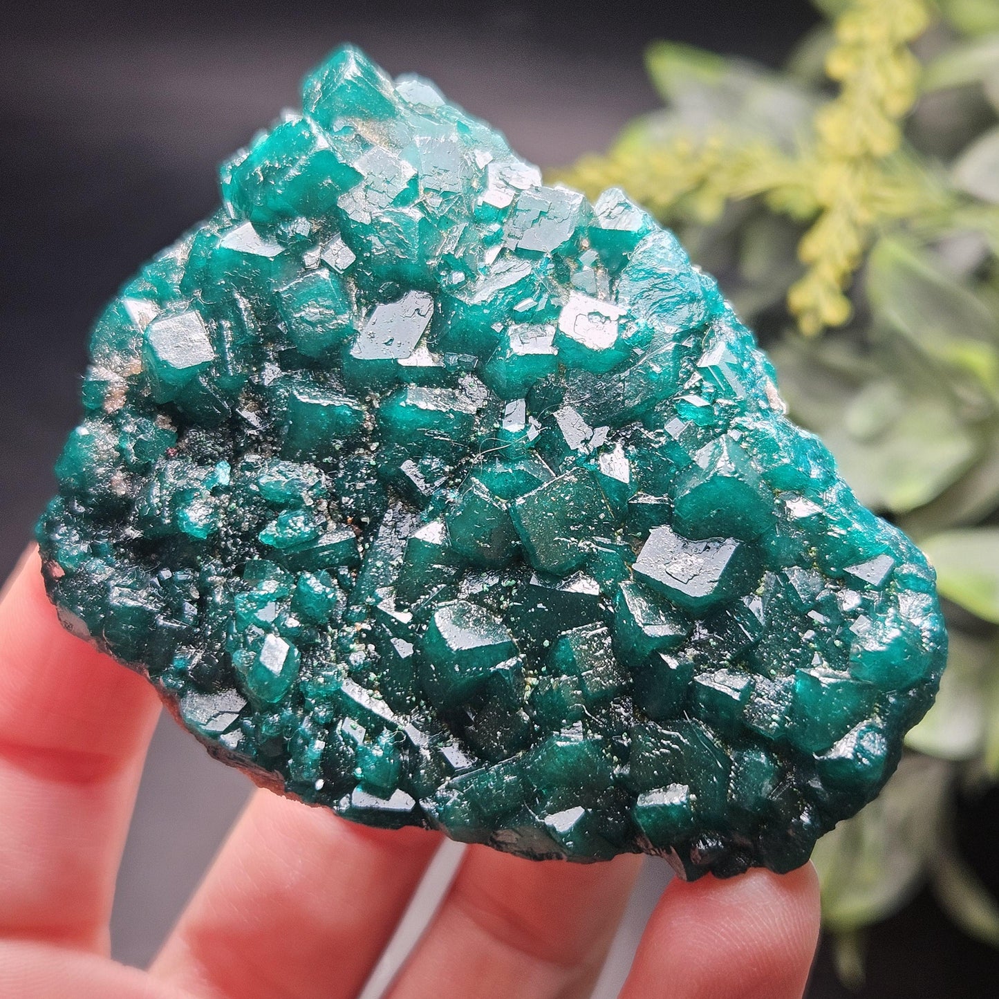 Dioptase Crystal Cluster from Congo 97.81g