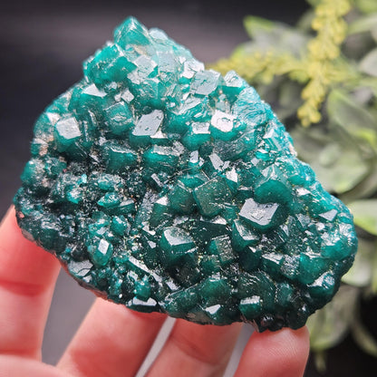 Dioptase Crystal Cluster from Congo 97.81g