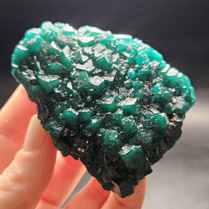 Dioptase Crystal Cluster from Congo 97.81g